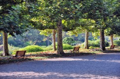 Photo : Shinjuku Gyoen National Garden