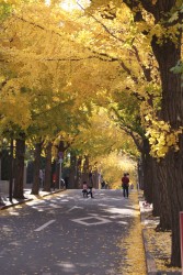 Photo : the road in Den-en Chofu, Ota ward in Tokyo