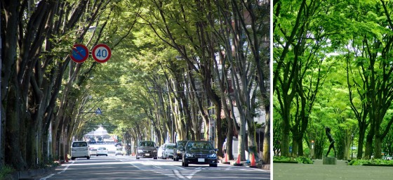 Photo : Long row of keyaki