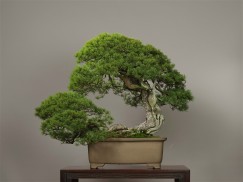Photo : Omiya Bonsai Art Museum5