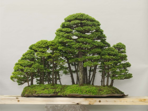 Photo : Omiya Bonsai Art Museum7
